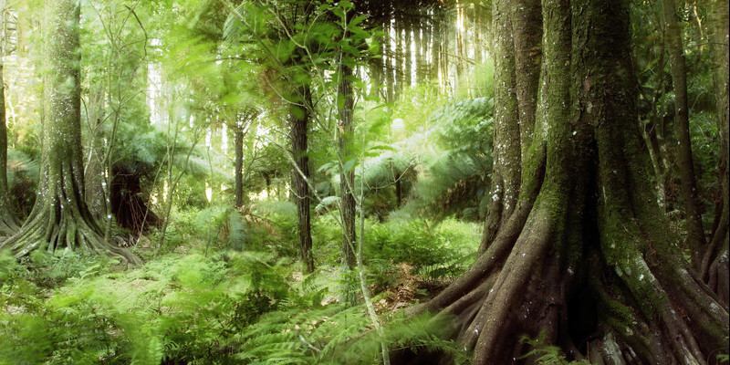 Afbeelding van een jungle